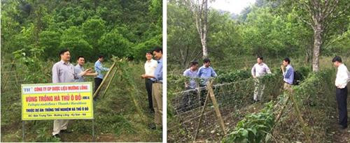 Mô trình trồng thương phẩm Hà thủ ô đỏ tại Khu A - Công ty cổ phần dược liệu Mường Lống. Ảnh: ngheandost.gov.vn/ Mô trình trồng thương phẩm Hà thủ ô đỏ tại Khu A - Công ty cổ phần dược liệu Mường Lống. Ảnh: ngheandost.gov.vn/