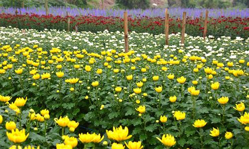 Mê Linh hiện có 430 ha hoa với nhiều vùng chuyên canh hoa quy mô từ 20 ha trở lên, tập trung ở các xã: Mê Linh, Đại Thịnh, Văn Khê... Mê Linh hiện có 430 ha hoa với nhiều vùng chuyên canh hoa quy mô từ 20 ha trở lên, tập trung ở các xã: Mê Linh, Đại Thịnh, Văn Khê...