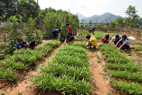 Các em học sinh lớp 8 chăm sóc vườn rau xanh tại trường sau giờ học.