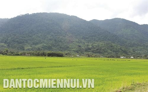 Sản xuất lúa trên cánh đồng mẫu lớn ở thị trấn Lạc Tánh, huyện Tánh Linh