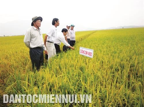 Trồng thử nghiệm giống lúa mới tại cánh đồng Đồng Kho, huyện Tánh Linh