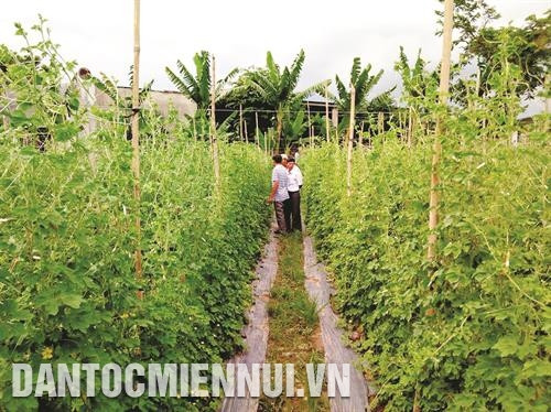 Nông dân xã Mê Pu, huyện Đức Linh liên kết với Công ty giống Việt Nông trồng mướp đắng (khổ qua)