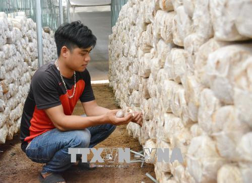 Anh Vũ Việt Dũng (sinh năm 1992) ở thôn 7, xã Ea Kpam, huyện Cư M’gar khởi nghiệp thành công từ mô hình trồng nấm. Ảnh: Tuấn Anh – TTXVN Anh Vũ Việt Dũng (sinh năm 1992) ở thôn 7, xã Ea Kpam, huyện Cư M’gar khởi nghiệp thành công từ mô hình trồng nấm. Ảnh: Tuấn Anh – TTXVN
