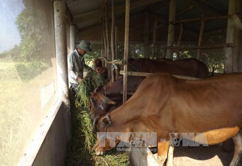 Bệnh viêm màng phổi ở bò có thể xảy ra quanh năm. Ảnh: nguoichannuoi.com Bệnh viêm màng phổi ở bò có thể xảy ra quanh năm. Ảnh: nguoichannuoi.com