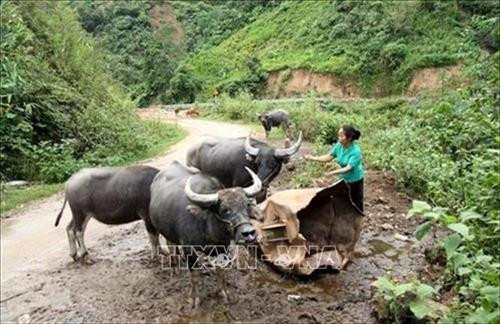 Nữ Bí thư Chi bộ Chìn Me Long giỏi làm kinh tế. Ảnh: Trần Hoàng – TTXVN Nữ Bí thư Chi bộ Chìn Me Long giỏi làm kinh tế. Ảnh: Trần Hoàng – TTXVN