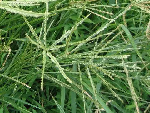 Cỏ mần trầu trị huyết áp cao ảnh 1
