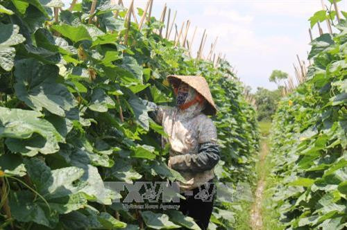 Mô hình trồng bí xanh của hợp tác xã dịch vụ nông nghiệp Nhân Lý xã Phú Xuân, huyện Bình Xuyên, tỉnh Vĩnh Phúc. Ảnh: Nguyễn Thảo - TTXVN Mô hình trồng bí xanh của hợp tác xã dịch vụ nông nghiệp Nhân Lý xã Phú Xuân, huyện Bình Xuyên, tỉnh Vĩnh Phúc. Ảnh: Nguyễn Thảo - TTXVN