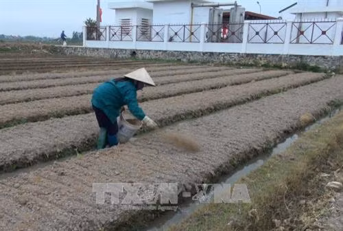 Mô hình hợp tác xã kiểu mới giúp người dân ở Vĩnh Phúc tiếp cận với các mô hình sản xuất an toàn theo hướng Vietgap . Ảnh: Nguyễn Thảo - TTXVN