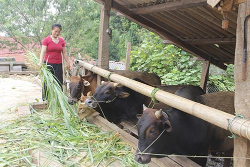Người dân bản Phiêng Ban, xã Mường Giàng (Quỳnh Nhai) nuôi bò nhốt chuồng, vỗ béo làm hàng hóa. Người dân bản Phiêng Ban, xã Mường Giàng (Quỳnh Nhai) nuôi bò nhốt chuồng, vỗ béo làm hàng hóa.