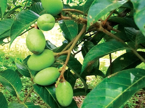 Thuốc hay từ quả trám ảnh 1