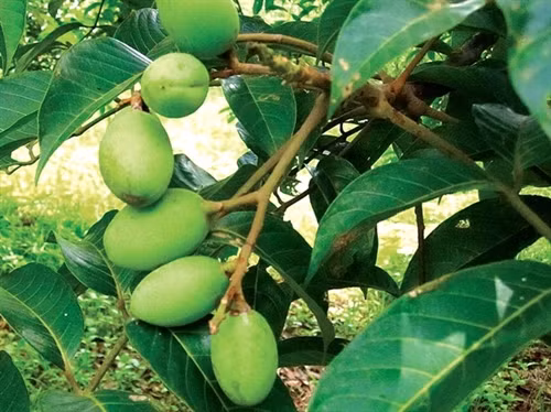Thuốc hay từ quả trám ảnh 1 Thuốc hay từ quả trám ảnh 1