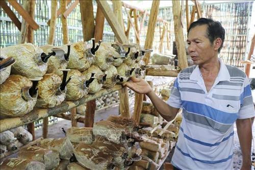 Bảo tồn nguồn gen nấm Linh chi tại Vườn quốc gia Phước Bình. Ảnh: Nguyễn Thành - TTXVN Bảo tồn nguồn gen nấm Linh chi tại Vườn quốc gia Phước Bình. Ảnh: Nguyễn Thành - TTXVN