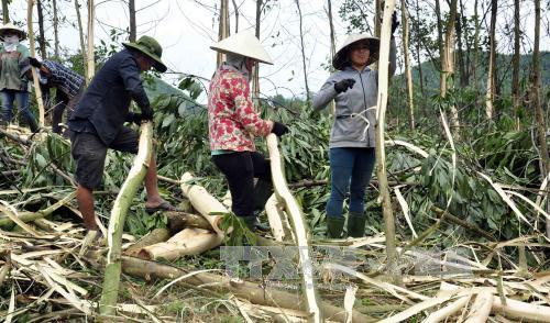 Cây keo góp phần xóa đói giảm nghèo cho đồng bào dân tộc ở huyện Bắc Trà My, tỉnh Quảng Nam. Ảnh: Đỗ Trưởng - TTXVN Cây keo góp phần xóa đói giảm nghèo cho đồng bào dân tộc ở huyện Bắc Trà My, tỉnh Quảng Nam. Ảnh: Đỗ Trưởng - TTXVN