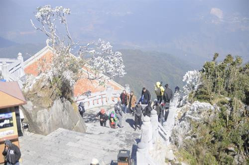 Tuyết phủ trắng đỉnh Fansipan thu hút hàng ngàn du khách. Ảnh: Hương Thu