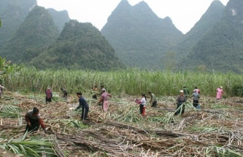 Công tác tuyên truyền đã góp phần thực hiện hiệu quả phát triển kinh tế, xã hội tại địa phương. Trong ảnh: Nông dân xã Cách Linh (Phục Hòa) thu hoạch mía. Công tác tuyên truyền đã góp phần thực hiện hiệu quả phát triển kinh tế, xã hội tại địa phương. Trong ảnh: Nông dân xã Cách Linh (Phục Hòa) thu hoạch mía.