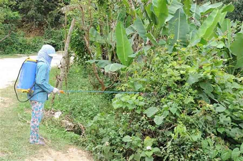 Người dân xã Quang Trọng phun thuốc diệt trừ châu chấu. Người dân xã Quang Trọng phun thuốc diệt trừ châu chấu.