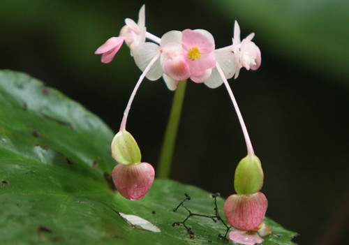 Hoa Thu Hải Đường, loài hoa quý hiếm trong rừng nguyên sinh Khau Ca. Hoa Thu Hải Đường, loài hoa quý hiếm trong rừng nguyên sinh Khau Ca.