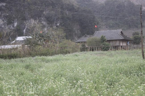 Xao xuyến sắc hoa Mộc Châu ảnh 8