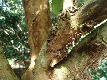 Trên cây bòn bon hay gặp loài sâu đục vỏ cây. Ảnh: skhcn.bentre.gov.vn Trên cây bòn bon hay gặp loài sâu đục vỏ cây. Ảnh: skhcn.bentre.gov.vn