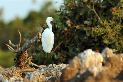 Đa dạng động vật có xương sống đang sinh sống tại Khu Bảo tồn đất ngập nước Láng Sen. Đa dạng động vật có xương sống đang sinh sống tại Khu Bảo tồn đất ngập nước Láng Sen.