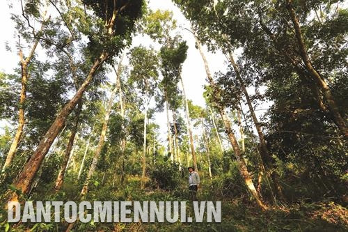 Rừng hỗn giao nên trồng các loại cây theo băng. Rừng hỗn giao nên trồng các loại cây theo băng.