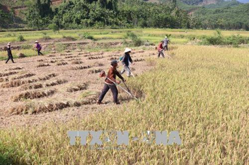 Cánh đồng lúa tại xã An Dũng nằm trong lòng hồ sẽ được thay thế bằng những cánh đồng khác. Ảnh: Phạm Kha - TTXVN Cánh đồng lúa tại xã An Dũng nằm trong lòng hồ sẽ được thay thế bằng những cánh đồng khác. Ảnh: Phạm Kha - TTXVN