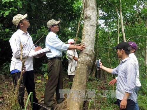Cán bộ Ban quản lý rừng phòng hộ Sông Tranh kiểm tra khu vực rừng trồng thay thế tại xã Trà Bui, huyện Bắc Trà My. Ảnh: Đỗ Trưởng - TTXVN Cán bộ Ban quản lý rừng phòng hộ Sông Tranh kiểm tra khu vực rừng trồng thay thế tại xã Trà Bui, huyện Bắc Trà My. Ảnh: Đỗ Trưởng - TTXVN