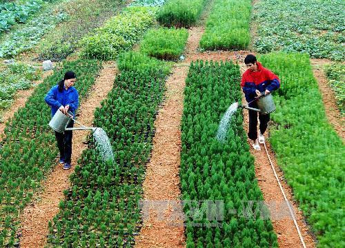 Nông dân thành phố Lạng Sơn chăm sóc cây giống để trồng rừng. Ảnh: Quang Quyết – TTXVN Nông dân thành phố Lạng Sơn chăm sóc cây giống để trồng rừng. Ảnh: Quang Quyết – TTXVN