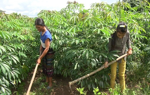 Đồng bào Vân Kiều, Pa Cô thoát nghèo từ cây sắn ảnh 1