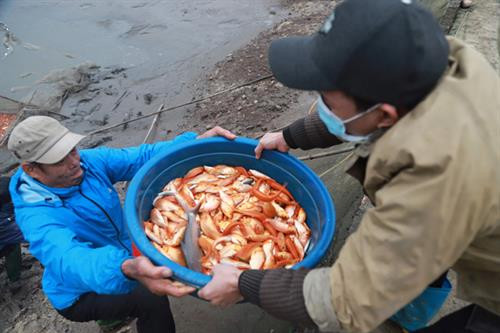 Cá chép đỏ làng Thủy Trầm từ lâu đã thu hút đông đảo khách mua buôn mỗi độ Tết ông Công, ông Táo. Cá ở đây có kích cỡ vừa phải, khỏe, đỏ tươi hoặc vàng, vây nhọn, vẩy ánh đẹp, có râu hai bên nên được thị trường khắp nơi ưa chuộng. Ảnh: baotintuc.vn Cá chép đỏ làng Thủy Trầm từ lâu đã thu hút đông đảo khách mua buôn mỗi độ Tết ông Công, ông Táo. Cá ở đây có kích cỡ vừa phải, khỏe, đỏ tươi hoặc vàng, vây nhọn, vẩy ánh đẹp, có râu hai bên nên được thị trường khắp nơi ưa chuộng. Ảnh: baotintuc.vn