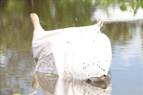 Xác lợn chết bị vứt trên đoạn sông Cái giữa huyện Long Mỹ, tỉnh Hậu Giang và huyện Hồng Dân, tỉnh Bạc Liêu. Ảnh: Hồng Thái - TTXVN Xác lợn chết bị vứt trên đoạn sông Cái giữa huyện Long Mỹ, tỉnh Hậu Giang và huyện Hồng Dân, tỉnh Bạc Liêu. Ảnh: Hồng Thái - TTXVN
