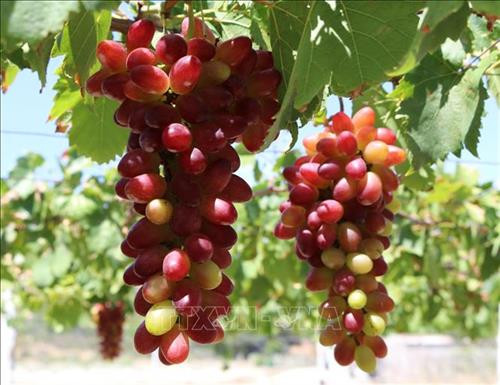 Nho NH 01 - 152 hiện có giá bán khoảng 140.000 đồng/kg. Ảnh: Nguyễn Thành - TTXVN Nho NH 01 - 152 hiện có giá bán khoảng 140.000 đồng/kg. Ảnh: Nguyễn Thành - TTXVN