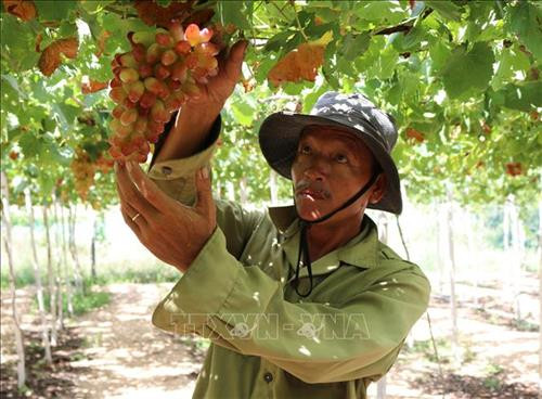 Vườn nho giống NH 01 - 152 chuẩn bị thu hoạch. Ảnh: Nguyễn Thành – TTXVN Vườn nho giống NH 01 - 152 chuẩn bị thu hoạch. Ảnh: Nguyễn Thành – TTXVN