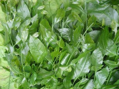 Cá trèo đồi - đặc sản tiến vua quý hiếm đất Ninh Bình ảnh 2