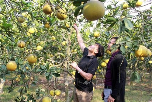 Vườn bưởi 9 năm tuổi của gia đình ông Nguyễn Văn Soạn, xã Mai Trung, Hiệp Hòa, Bắc Giang cho thu nhập khoảng 300 triệu/năm. Ảnh: Đồng Thúy-TTXVN