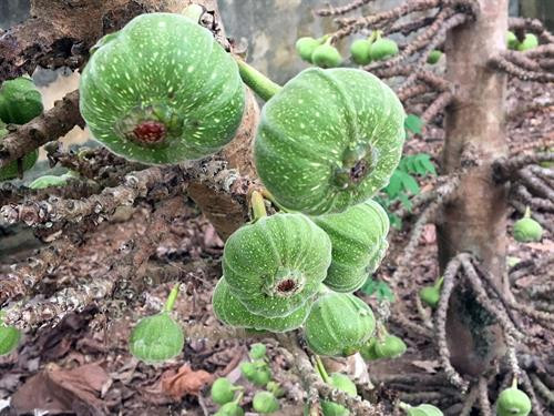 Món ăn từ trái vả đã lọt vào top 50 món ăn đặc sản Việt Nam lần thứ 3 do Tổ chức Kỷ lục Việt Nam công bố.