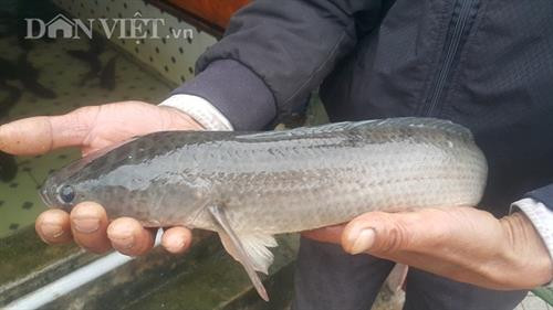 Nhờ nuôi cá lóc sộp bán Tết mà gia đình ông Vinh có nguồn thu nhập lên tới hàng trăm triệu mỗi năm. Ảnh: danviet.vn Nhờ nuôi cá lóc sộp bán Tết mà gia đình ông Vinh có nguồn thu nhập lên tới hàng trăm triệu mỗi năm. Ảnh: danviet.vn