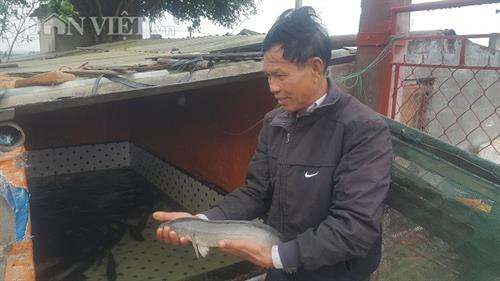 Cá lóc sộp (hay còn gọi là cá chuối, cá quả) có thịt chắc, thơm ngon, giàu dinh dưỡng... và được coi là đặc sản. Ảnh: danviet.vn Cá lóc sộp (hay còn gọi là cá chuối, cá quả) có thịt chắc, thơm ngon, giàu dinh dưỡng... và được coi là đặc sản. Ảnh: danviet.vn