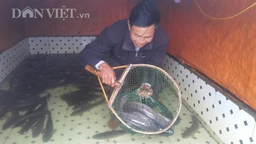 Ông Nguyễn Văn Vinh đang bắt cá lóc sộp của trại nhà mình. Ảnh: danviet.vn Ông Nguyễn Văn Vinh đang bắt cá lóc sộp của trại nhà mình. Ảnh: danviet.vn