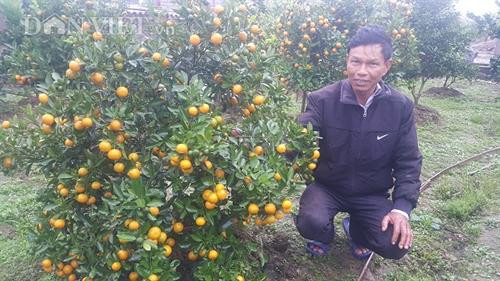 Vườn quất sai trĩu quả của gia đình ông Vinh, phần lớn đã có khách đặt mua. Ảnh: danviet.vn Vườn quất sai trĩu quả của gia đình ông Vinh, phần lớn đã có khách đặt mua. Ảnh: danviet.vn