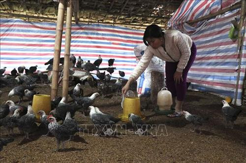 Mô hình chăn nuôi gà ở xã Chà Nưa được hỗ trợ vốn của nhà nước giúp bà con thoát nghèo. Ảnh: Văn Dũng –TTXVN Mô hình chăn nuôi gà ở xã Chà Nưa được hỗ trợ vốn của nhà nước giúp bà con thoát nghèo. Ảnh: Văn Dũng –TTXVN
