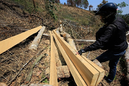 Lâm tặc lập “mà cưa” để cưa xẻ gỗ ngay hiện trường.