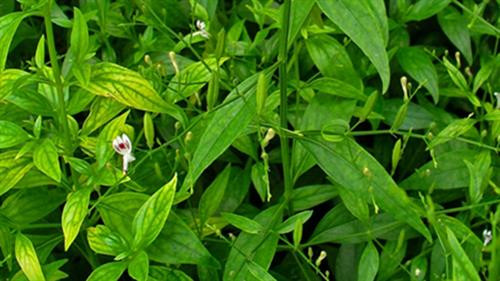 Thay thế kháng sinh cho lợn, gà bằng chế phẩm từ cây Xuyên tâm liên. Ảnh: nhanong.com.vn Thay thế kháng sinh cho lợn, gà bằng chế phẩm từ cây Xuyên tâm liên. Ảnh: nhanong.com.vn