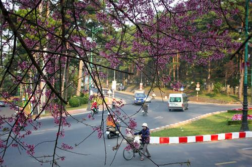 Mai anh đào rực rỡ trên phố núi Đà Lạt. Ảnh: Chu Quốc Hùng - TTXVN