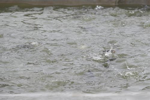 Thay vì nuôi cá ở môi trường nước tĩnh trong ao, ông Phan Nhân Lợi ở thôn Đa Phúc, xã Sài Sơn, huyện Quốc Oai lại thiết kế các bể nhỏ có nước chảy liên tục. Khi sống trong môi trường nước chảy liên tục, đàn cá vận động và bơi ngược dòng 24/24 giờ. Nhờ vậy, chất lượng thịt cá thu hoạch trở nên săn chắc, thơm ngon hơn.