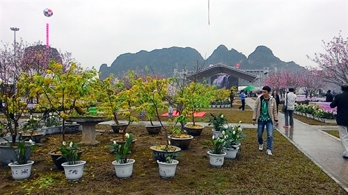 Một góc trưng bày cây cảnh tại Lễ hội hoa Anh đào – Mai vàng Yên Tử, Hạ Long 2016. Ảnh: Văn Đức- TTXVN