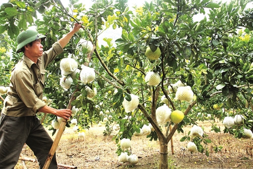 Nhiều hộ đồng bào phát triển kinh tế vườn đồi,trồng cây ăn quả đạt giá trị kinh tế cao Nhiều hộ đồng bào phát triển kinh tế vườn đồi,trồng cây ăn quả đạt giá trị kinh tế cao