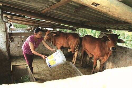 Gia đình bà Dương Thị Ngăm ở xã Bắc Sơn có thu nhập trên 300 triệu đồng/năm nhờ nuôi bò thịt Gia đình bà Dương Thị Ngăm ở xã Bắc Sơn có thu nhập trên 300 triệu đồng/năm nhờ nuôi bò thịt