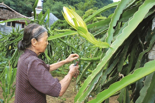 Người dân xã Quỳnh Sơn, huyện Bắc sơn có thu nhập ổn định từ việc trồng thanh long Người dân xã Quỳnh Sơn, huyện Bắc sơn có thu nhập ổn định từ việc trồng thanh long