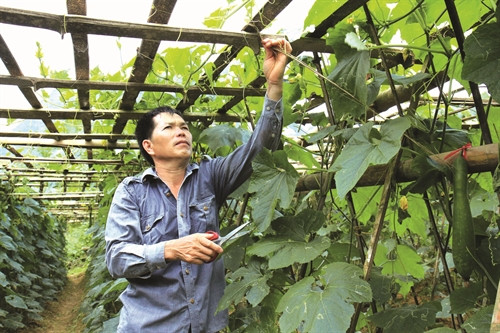 Đồng bào chủ động chuyển đổi cơ cấu cây trồng cho năng suất, hiệu quả kinh tế cao Đồng bào chủ động chuyển đổi cơ cấu cây trồng cho năng suất, hiệu quả kinh tế cao